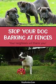 Does Your Dog Bark At The Fence Mine Used To And It Was So Frustrating Not Only For Us But For Our Neighbours Find Out Dog Training Dog Advice Dog Barking