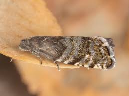 Image result for Cydia strobilella