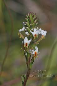 Image result for Hebenstretia dentata