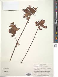 Image result for Impatiens purpureoviolacea