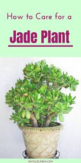 How To Care For A Jade Plant Natalie Linda Jade Plant Care Jade Plants Plants