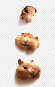 Angry birds pig download image. Cute Mouse Lovely Hamsters Forest Png Pngwing