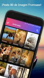 See more ideas about fundaluri, imagine, poze de fundal. Fond Ecran Pisici DrÄƒguÅ£ Imagini Fundal For Android Apk Download