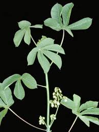 Image result for Manihot glaziovii