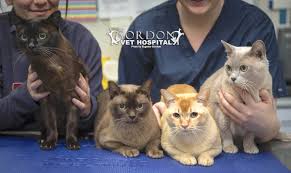 It is recommended that cats be seen by their veterinarian twice per. Cat Care Clinic Sydney Gordon Vet Hospital Gordon Vet