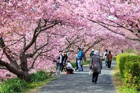 The Beautiful Sakura Season In Japan Japan Beautiful Japan Spring