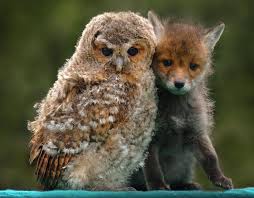 Unlikey Adorable Friends Imgur Unlikely Animal Friends Unusual Animals Animals Friendship