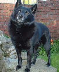 Schipperke Photos Pictures Schipperkes Dog Breeds Pictures Schipperke Dog Dog Breeds