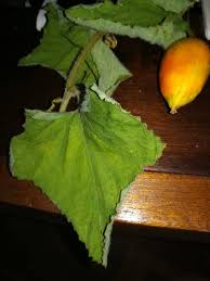 Image result for Rhoicissus rhomboidea