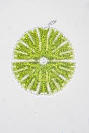 Image result for Micractis