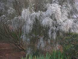 Image result for Retama monosperma