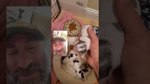 Lets make you smile with 🐶 puppies 🐶 #puppy #puppylove #puppylife