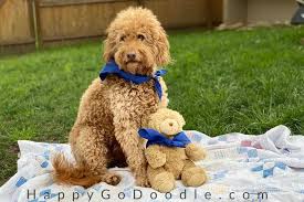 Love rose's eyes and her ears.their tails are so cute. The Teddy Bear Goldendoodle 5 Things You May Not Know About Em Happy Go Doodle