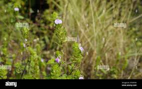 Image result for Justicia anagalloides