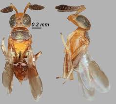 Image result for Oncocalyx bolusii