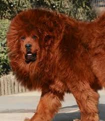 Tibetan Mastiff I Want One Soo Bad Expensive Dogs Most Expensive Dog World S Most Expensive Dog