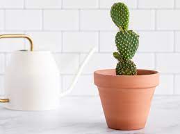 We want people to be aware that if you steal a cactus from us, we will find you. Prickly Pear Plant Care Growing Guide