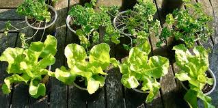 Maybe you would like to learn more about one of these? Vegetables You Can Grow In Pots Top 10