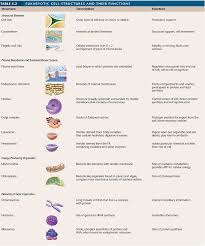 Eukaryotic Cell Structures And Their Functions Cell