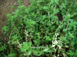 Image result for Spermacoce princeae