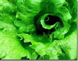 Another strategy for doing this is to put the leaves in a colander and run cold water over them so they are clean and so that the cold water helps keep them firm. Lettuce Veggie Lettuce Green Leafy Vegetable Green Vegetables