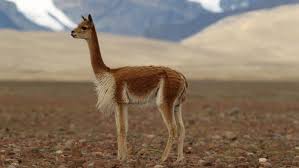 Closer in appearance to a llama, these slender creatures tend to grow to approximately. Difference Between Llama And Alpaca Peru Hop