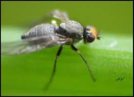 Image result for phytomyza gymnostoma