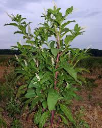 Image result for Phytolacca