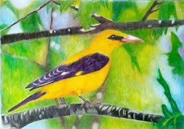 Oriole Birds Drawing Di 2020 Pensil Warna Seni Rupa Seni