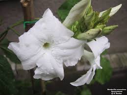 Image result for dipladenie suaveolens obrázek