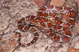 Snakes are not usually attracted to a chicken coop because of the chickens. Red Cornsnake Florida Snake Id Guide