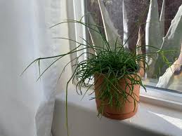 Image result for Ophrestia radicosa