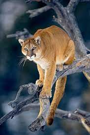 Stunning Wildlife On Twitter Animals Wild Wild Cats Animals
