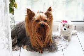They are excellent with kids and oth. Teacup Puppies For Sale In Wyoming Wy Teacup Puppies Teacup Yorkie Puppy Miniature Puppies