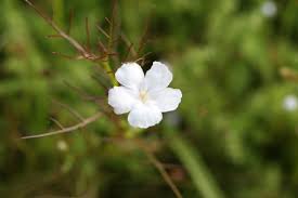 Image result for Rhamphicarpa