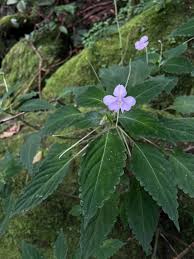 Image result for Hippocratea buchananii