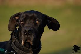 Viimeisimmät twiitit käyttäjältä boomer (@boomersworld1). Boomer Sein Leben Mit Den Malinois Doggen Und Terrier