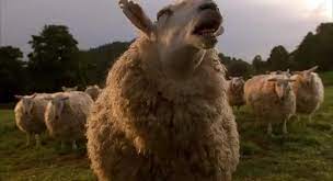 The most common baa ram ewe material is wool. Yarn Baa Ram Ewe Babe 1995 Video Clips By Quotes 0edccca6 ç´—