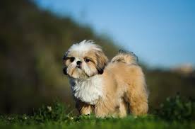 Five Useful Things To Know About The Shih Tzu Puppy Pets4homes