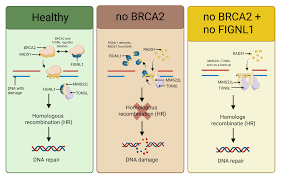 Image result for BRCA2