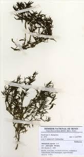 Image result for Oldenlandia capensis