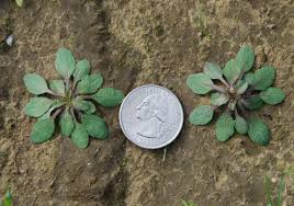 Image result for Conyza limosa