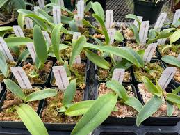 Image result for Cavacoa aurea