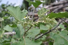 Image result for Solanum torvum