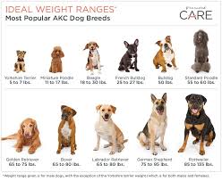 Ideal Weight Ranges For Popular Dog Breeds In 2020 Overweight Dog Akc Dog Breeds Popular Dog Breeds
