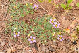 Image result for Fagonia