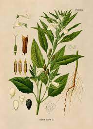 Sesame Seed Plant Illustration Poster Botany Print Medicinal Etsy In 2021 Botanical Illustration Plant Illustration Prints