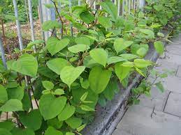Wait to remove sprayed remove japanese knotweed and banish it from your yard. Japanese Knotweed Plant Control Methods For Japanese Knotweed