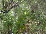 Image result for Helinus spartioides