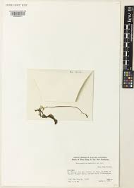 Image result for Cheirostylis lepida